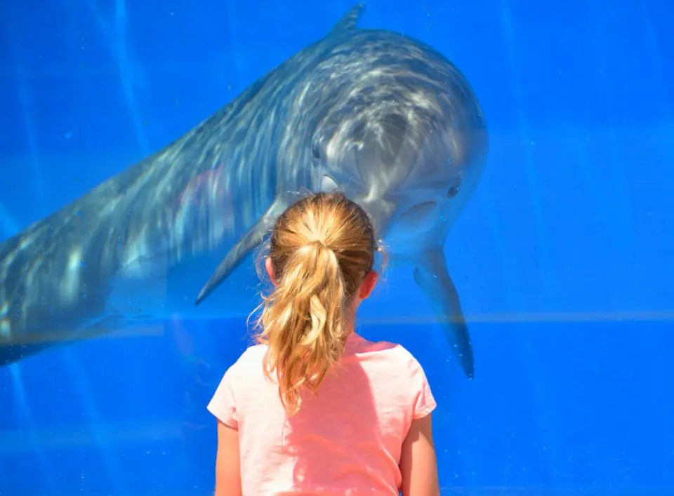 Child watching dolphin in aquarium